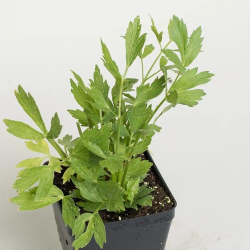 Fresh 50Pcs Green Lovage Plant Seeds