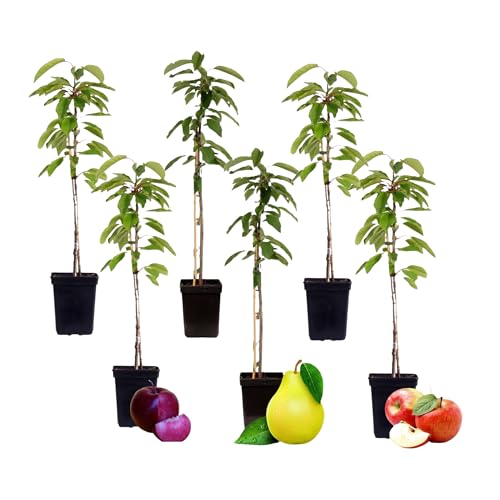 Plant in a Box - Obstbäume - 6er Mix - Apfel, Birne - Malus Braeburn, Pyrus \'Doyenne du Comice\', Malus ‘Baya Marisa\' - Topf 9cm - Höhe 60-70cm Plant in a Box - Obstbäume - 6er Mix - Apfel, Birne - Malus Braeburn, Pyrus \'Doyenne du Comice\', Malus ‘Baya Marisa\' - Topf 9cm - Höhe 60-70cm
