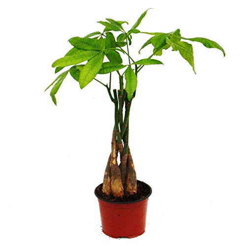 Exotenherz - Pachira aquatica, Glückskastanie - 12cm Topf