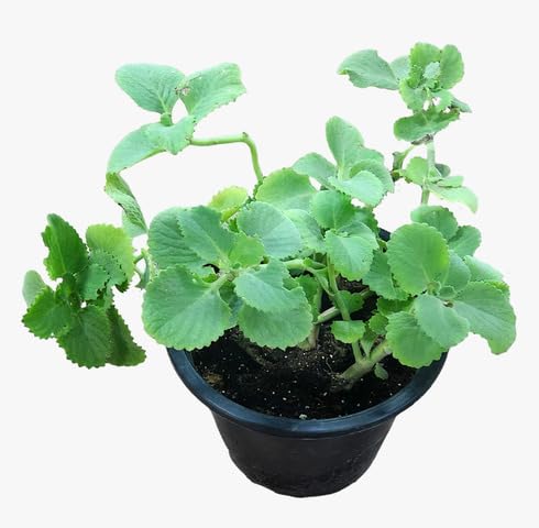 Fresh 100pcs Green Cuban Oregano Plant Seeds