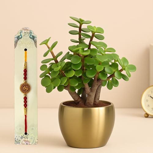 Image of Half Engineer Jade Plant In Gold Tone Metal Pot 3 X 3 Inch Pot Included with Rakhi |Rakshabandhan Gift For Brother Bro Bhai (Rakhi Gift Set)