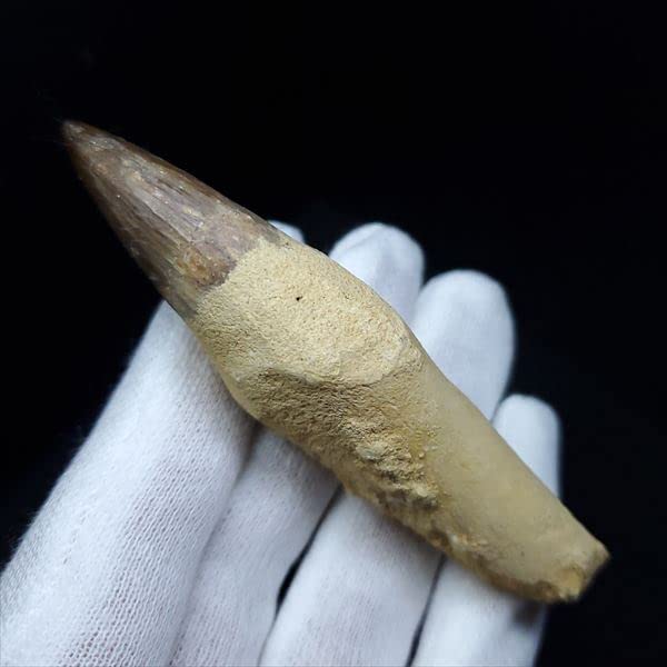 美品　モササウルスの顎　化石　モロッコ産 Amazon | 美品 歯根付き モササウルス 化石 歯 本物 モロッコ産