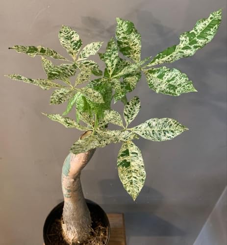 観葉植物 パキラミルキーウェイ」の人気商品一覧 | 安い商品を通販