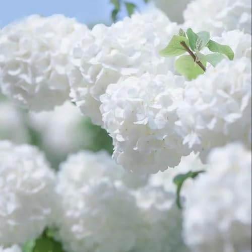 semillas resistentes de la bola de nieve resistentes, decorativas, bola de nieve de invierno decoración, base de Decoración 100pcs