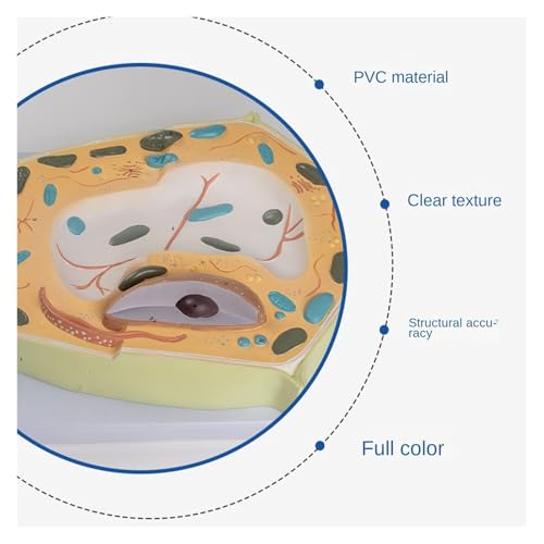 Modèle de cellule végétale pour comprendre l'anatomie microstructurelle - 7