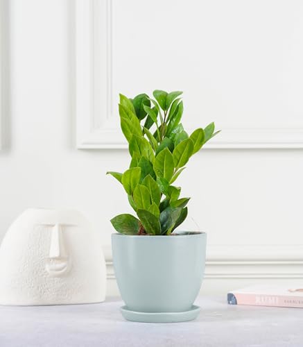Image of Nurturing Green Modern Design Mint Green Ceramic Pot for Indoor Plants | Ceramic Flower Pot for Home Decor & Gifting (Size: 5 Inch Wide | Comes with Bottom Plate) - [Plants are not Included]