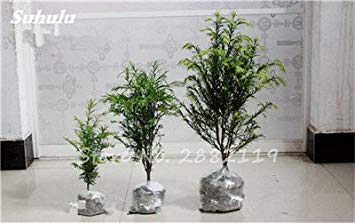 VISTARIC 30 piezas Citrus reticulata naranja semillas bonsái mandarina semillas comestibles salsa cítrica árbol para jardín de casa