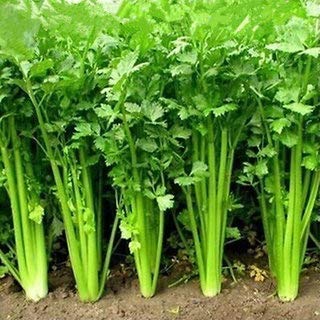 BALAJI TRADING COMPANY Coriander High Germination Seeds for Your Garden/Easy to Grow/Organic Hybrid Vegetable Seeds for Home and Terrace Gardening (B0BDXPZNHN) Amazon Price History, Amazon Price Tracker