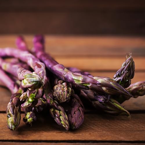 Plantas de espárragos morados (5 frigo A+) de alta calidad y crecimiento rápido de Holanda, perennes y resistentes al invierno, perfectas para camas elevadas y cultivo de hortalizas (sin semillas, no