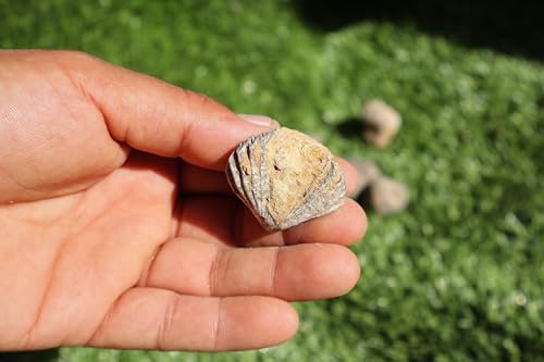 Image of Amazing Marine Fossil Collection: 4 Fossilized Sea Urchins and 6 Authentic Brachiopods, Perfect for Collectors and Natural Decor A169