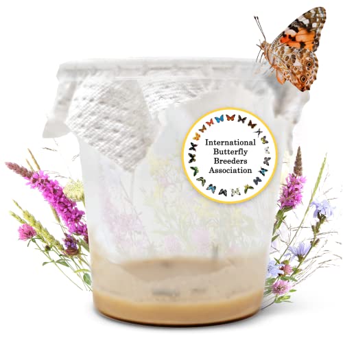 LEPITERRA Raupenbecher - Raupen-Nachfüllset - 1 Raupenbecher (ca. 7 Raupen) | Ideale Ergänzung zum Schmetterlingshabitat | Schmetterlinge züchten [Erfolgsgarantie] | Heimische Distelfalter