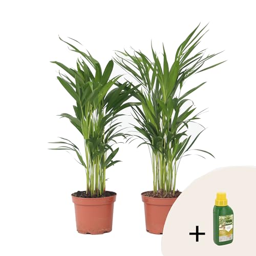Plant in a Box - Dypsis Lutescens - Palmera de caña dorada - Pokon - Juegos de 2 - Maceta 17cm - Altura 60-70cm