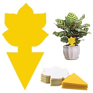 Granvoo Gelbsticker Trauermücken Bekämpfen 60pcs, Gelbtafeln Fruchtfliegenfalle, Gelbsticker Pestizidfreie, Fruchtfliegenfalle, Klebefallen Insektenfänger für Balkone Topfpflanzen Gemüsefelder Gärten