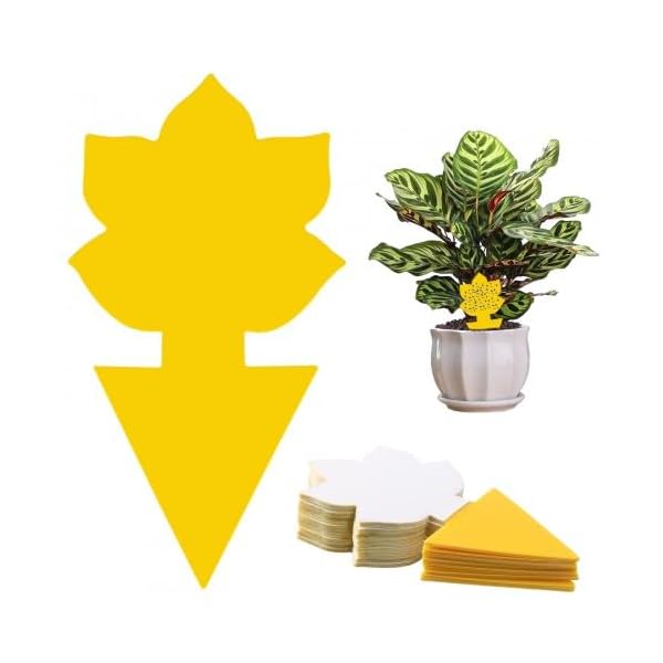 Granvoo Gelbsticker Trauermücken Bekämpfen 60pcs, Gelbtafeln Fruchtfliegenfalle, Gelbsticker Pestizidfreie, Fruchtfliegenfalle, Klebefallen Insektenfänger für Balkone Topfpflanzen Gemüsefelder Gärten
