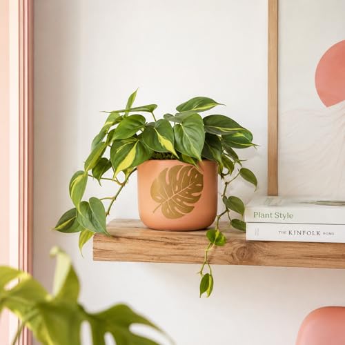 Image of Urban Plant Monstera Muse Handcrafted Terracotta Planter | Monstera Leaf Design | Indoor Clay Pot for Living Room | Artisan Decorative Flower Pot | Drainage Hole | 4.5 Inch