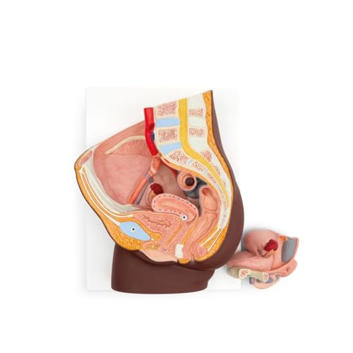 3B Scientific Weibliches Becken Modell, 2-teilig, dunkle Hautfarbe - 3B Smart Anatomy