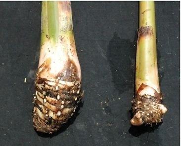 SRUSHTI TRADERS Rasatali Banana Live Plant