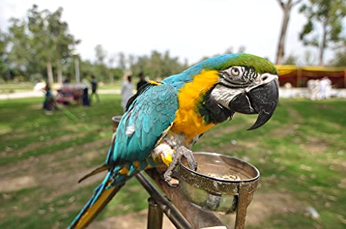 Parrots-Wizard-Big-Parrot-Pellet-Food-Pro-Seed-Mix-for-African-Gray-Macaw-Cockatoo-Indian-Parrot-Other-Adult-Birds-450-Gram