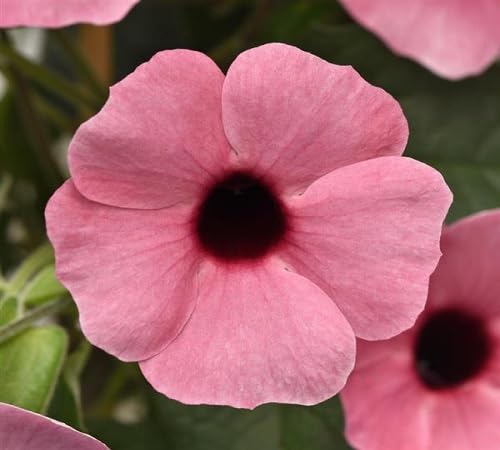Thunbergia Flower Seeds Pink 100pcs
