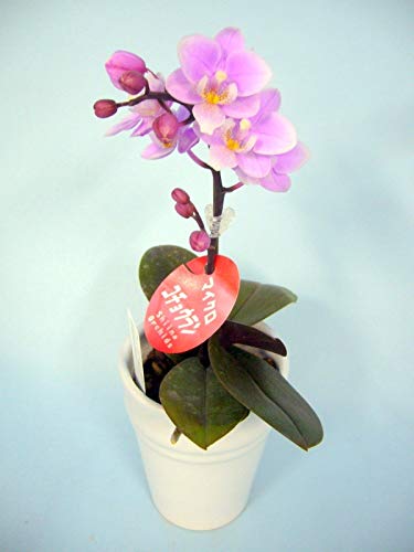 Amazon｜胡蝶蘭 ピンク色胡蝶蘭 1本立ち （こちょうらん） 胡蝶蘭 生花