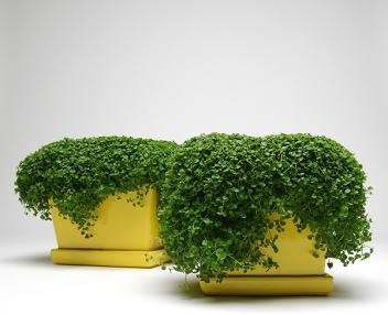 Mint Corsican Mini MSP Mentha requieneii 1,000 Seeds