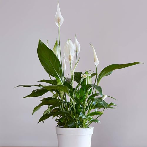 YouGarden Spathiphyllum Peace Lily Plant 'Cupido' in 9cm Pot, Air Purifying Houseplant for Homes and Office, Easy to Care for Peace Lily Plant
