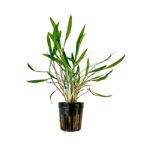 AquaOne Aquarium Pflanze Cryptocoryne pink Panther I Wasserpflanze Aquariumpflanze Rosette voll durchwurzelt einfach pflegeleicht Aquascaping Dekoration