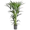 Dehner Kentia-Palme, Howea forsteriana, in Hydrokultur, 90-100 cm,  Topf  18 cm, Zimmerpalme : Amazon.de: Garten