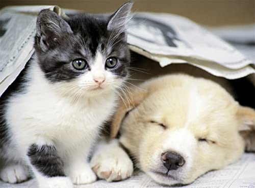 Puzzle 500 pièces : Réveille toi Ravensburger Nathan - vue 9