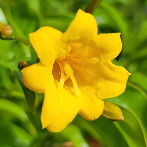 Bahama Firebush Plant Hamelia Cuprea Yellow Orange Flowers Attract Hummingbirds Starter Size 4 Inch Pot Emeralds Tm #TOP1