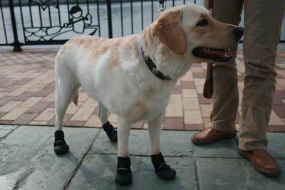 ブーツ ウォーカー 犬用ペット服の人気商品 通販 価格比較 価格 Com