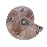 Zoom IMG-2 minerale di campioni fossili ammonite Zoom IMG-2 minerale di campioni fossili ammonite