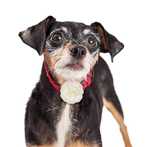 4 Pieces Dog Flower Bow Collar Multicolored Pet Bow Collar Dog Charms Flower Set For Puppy Dog Collar Cat Pet Grooming Accessories (Red, Rose Red, Light Pink, Milk White) #TOP3