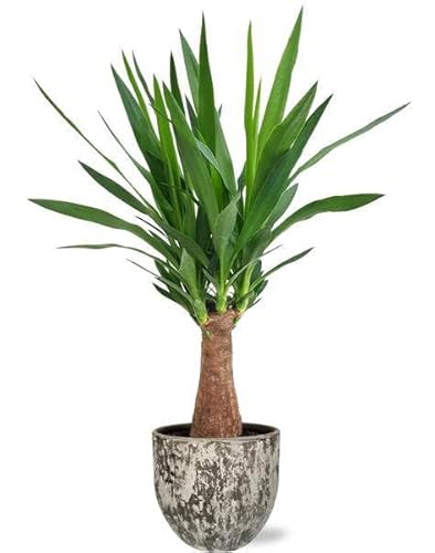 Yucca Maya Tree – Giglio di palma – Pianta di cannella – Ø 19 cm – 80 cm + vaso Sem marrone Ø 20 x 18 cm