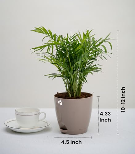 Image of Nurturing Green Indoor Palm Plant For Gifting with Mocha Self Watering Pot | Gifts For Plant Lovers| Eco Friendly Gifts | Housewarming Decoration Items | Good Luck Gifts