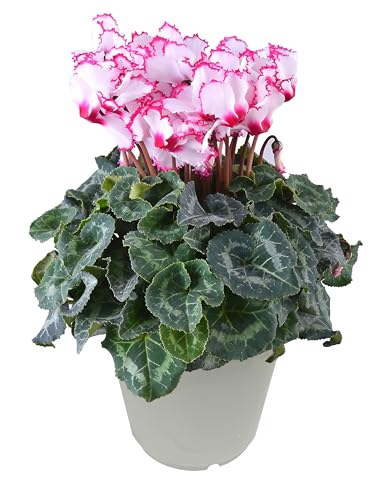 Ԃ̃Mtg VN  NX}X  A  a 5 rNgA Ε