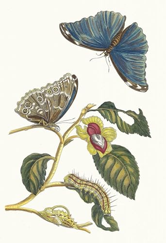Art Mural Néflier de Maria Sibylla Merian : Poster impression moderne pour chambre