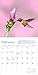 Audubon Hummingbirds Mini Wall Calendar 2026