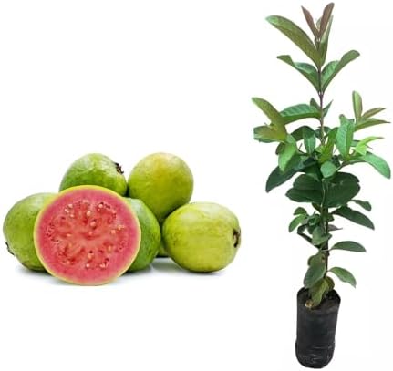 Muda de Goiaba Paluma (Psidium guajava) Altura de 20 a 40cm – pla...