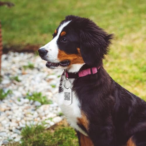30 Stück Blanko-Hundemarken, personalisierbar, Namensschilder für Haustier-Katzen, Edelstahl-ID-Haustier-Halsbandanhänger, Metall-Schlüsselrohlinge, Schlüsselbeschriftungsanhänger für DIY-Set-Anhänger