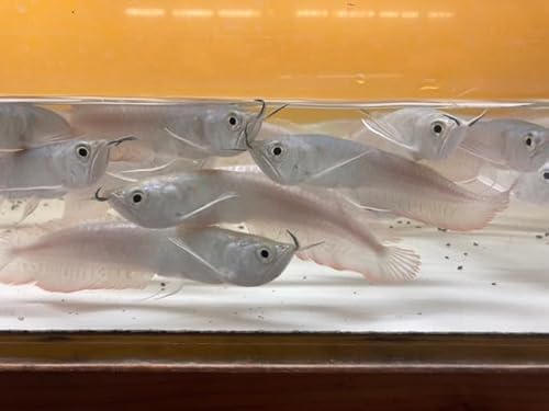 （熱帯魚）シルバーアロワナ １匹（生体）（アロワナ）