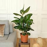 PLANTE FICUS ELASTICA ROBUSTA : Découvrez une plante d'intérieur Originaire d’Asie du Sud-Est ! Le Ficus Elastica Robusta est une plante d’apparence tropicale qui ajoutera une touche exotique à votre intérieur