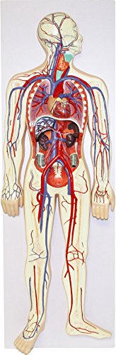 Image of B10432 Human Circulatory System (2 Parts), 4.5 inch Height, 11 inch Wide, 34 inch Length