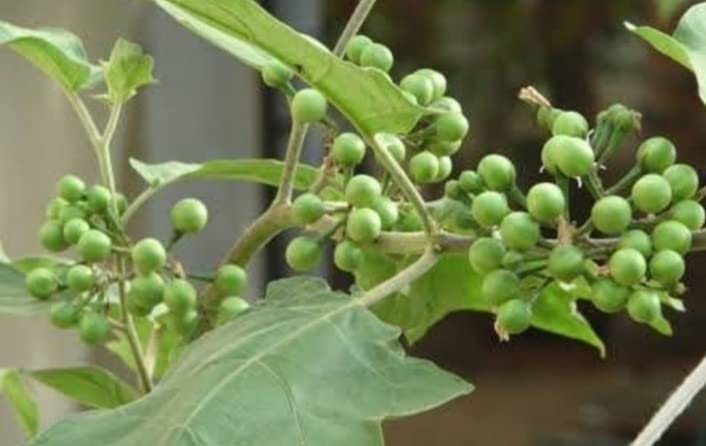 Minnal Traders/Sundakka chedi/Turkey Berry/Kundene Kayi Healthy Live Vegetable Plant - 2 Nos (B09SX421L6) Amazon Price History, Amazon Price Tracker