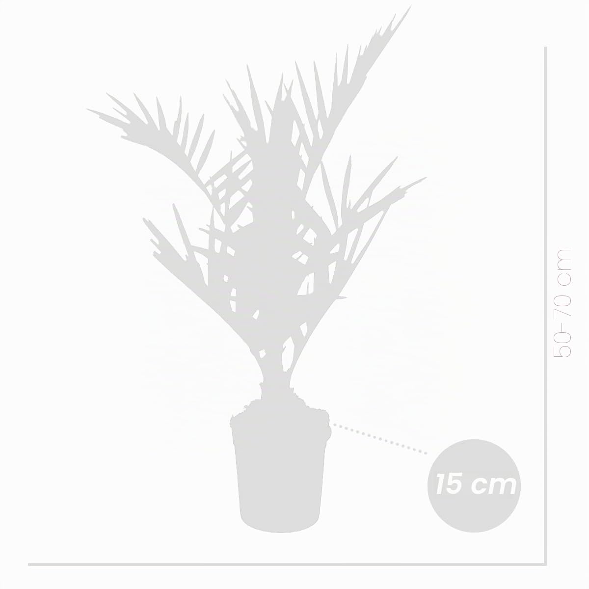 Bloomique - Set de 2 - Phoenix canariensis - Palmera datilera canaria - Palmera resistente - Plantas de jardín - Altura 50-70 cm - Maceta 15 cm