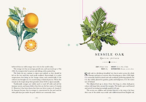 The Tree: The Book that Transforms into a Work of Art