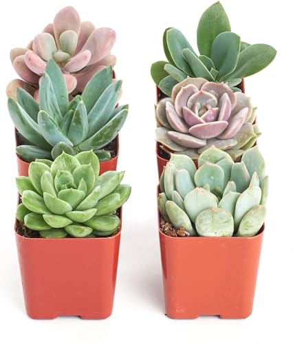 Shop Succulents Rosette Succulent Plant Pack Collection - Live Mini Succulent Plants, Low Maintenance, Floral Shaped Mix of Colors & Textures - Wedding and Party Favors, Gift & Garden, Pack of 6