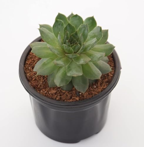 Image of Green Wheel Live Succulent Plant with Pot | Aeonium Tabuliforme Rare Flat Rosette Succulent | Low-Maintenance Indoor Table & Office Decor Plant | Fresh Healthy Live Plant