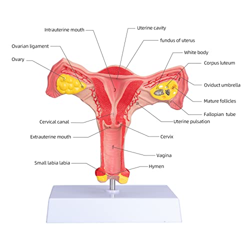 Image of ANNWAN Female Ovary Model - Life Size Human Uterus and Ovary Model Female Reproductive Organ Model for Studying and Communication