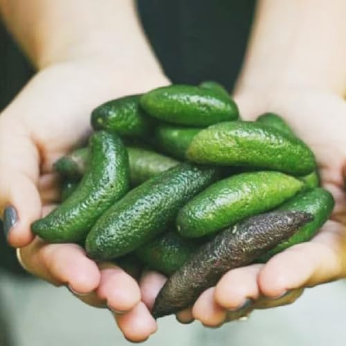 semillas de plantas de lima dedo, semillas de Microcitrus australasica zona de cultivo de frutales de plantación de montaña, frutas exóticas plantas de jardín, semillas planta de 250pcs